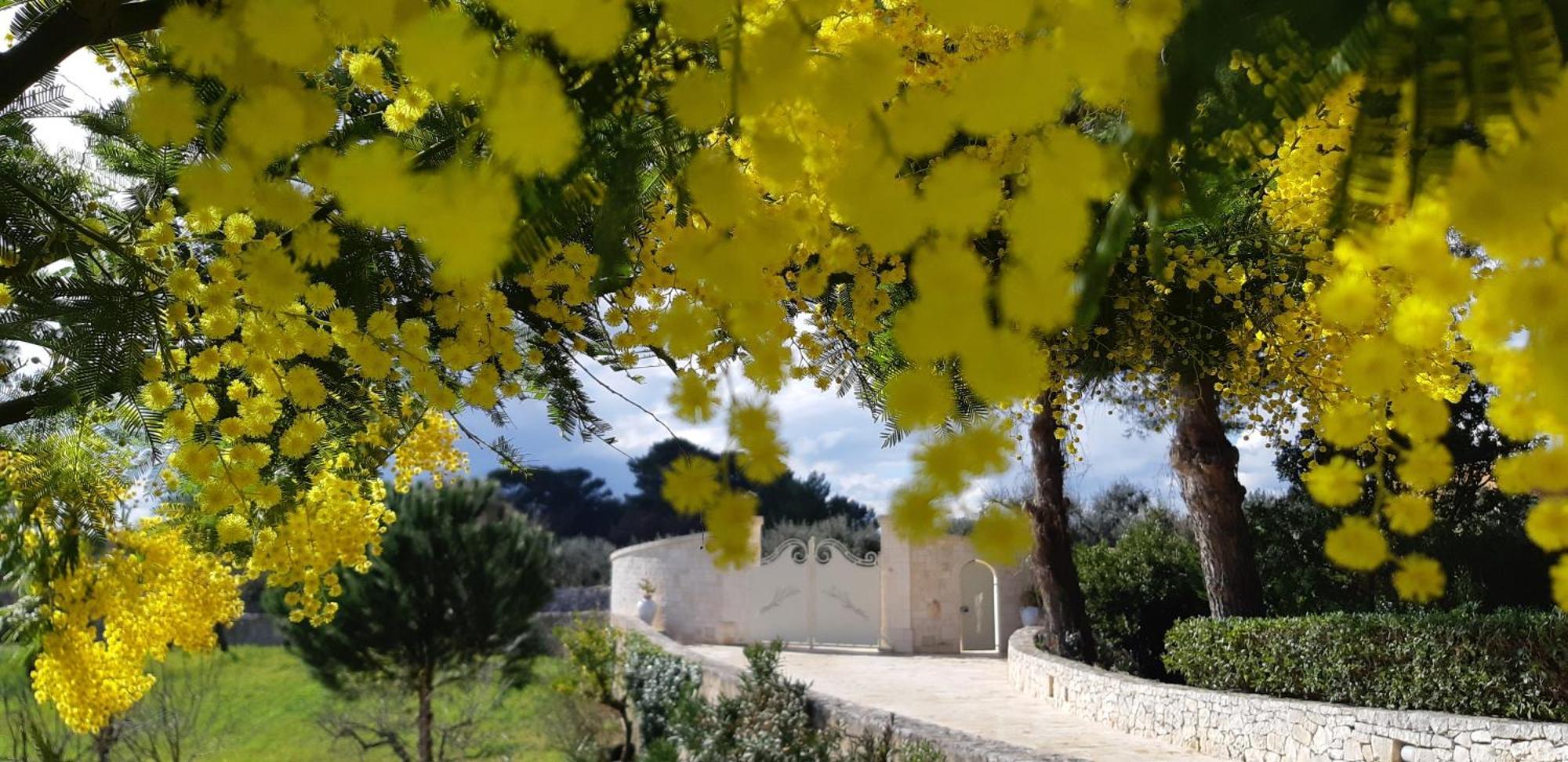 Villa Karmel Valle D'Itria チステルニーノ エクステリア 写真